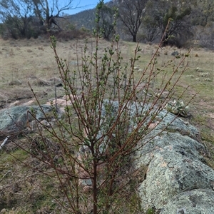 Pimelea pauciflora at Rendezvous Creek, ACT - 16 Sep 2024 01:19 PM