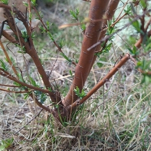 Pimelea pauciflora at Rendezvous Creek, ACT - 16 Sep 2024