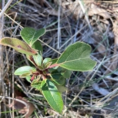 Viburnum tinus (Laurustinus) at Watson, ACT - 16 Sep 2024 by waltraud