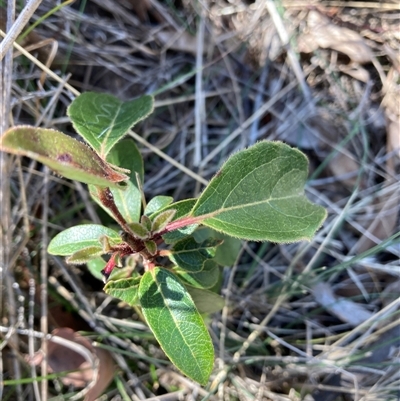 Viburnum tinus (Laurustinus) at Watson, ACT - 16 Sep 2024 by waltraud