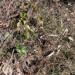 Viburnum tinus at Watson, ACT - 16 Sep 2024