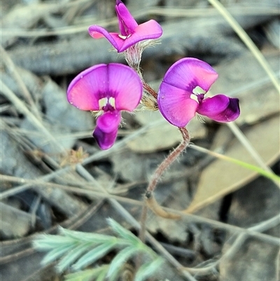 Swainsona sericea (Silky Swainson-Pea) at Hawker, ACT - 15 Sep 2024 by sangio7