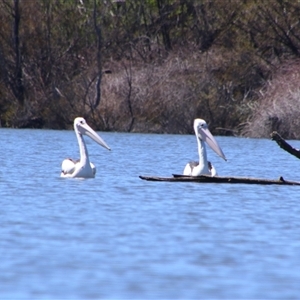 Pelecanus conspicillatus at Fyshwick, ACT - 16 Sep 2024