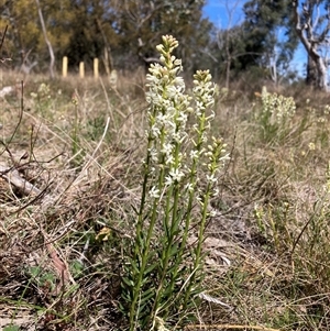 Stackhousia monogyna at Watson, ACT - 16 Sep 2024