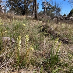 Stackhousia monogyna at Watson, ACT - 16 Sep 2024