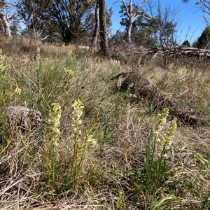 Stackhousia monogyna at Watson, ACT - 16 Sep 2024