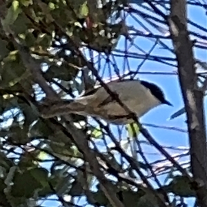 Melithreptus lunatus at Nicholls, ACT - 15 Sep 2024