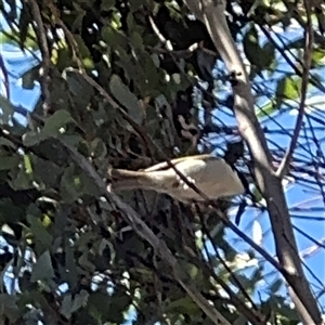 Melithreptus lunatus at Nicholls, ACT - 15 Sep 2024