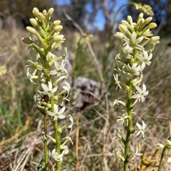 Stackhousia monogyna (Creamy Candles) at Watson, ACT - 16 Sep 2024 by waltraud