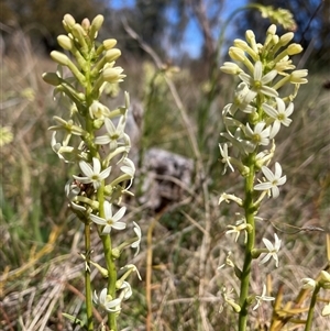 Stackhousia monogyna at Watson, ACT - 16 Sep 2024