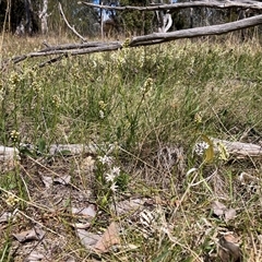 Stackhousia monogyna at Watson, ACT - 16 Sep 2024