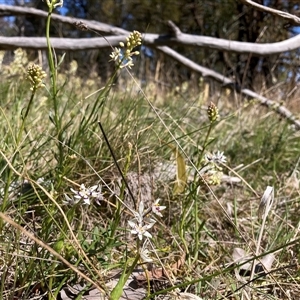 Wurmbea dioica subsp. dioica at Watson, ACT - 16 Sep 2024 12:57 PM