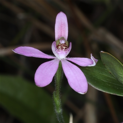 Caladenia carnea (Pink Fingers) at Woonona, NSW - 15 Sep 2024 by jb2602