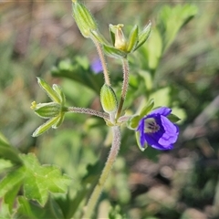 Erodium crinitum (Native Crowfoot) at Hawker, ACT - 15 Sep 2024 by sangio7