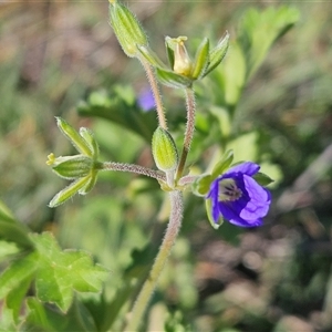 Erodium crinitum at Hawker, ACT - 15 Sep 2024 02:52 PM