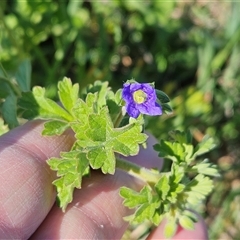 Erodium crinitum at Hawker, ACT - 15 Sep 2024