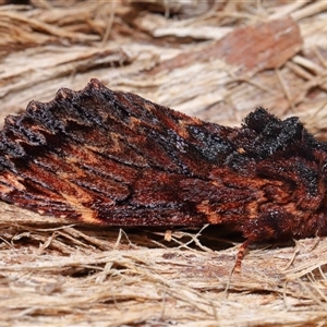 Sorama bicolor at Acton, ACT - 12 Sep 2024 12:32 PM