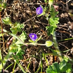 Erodium crinitum (Native Crowfoot) at Hawker, ACT - 15 Sep 2024 by sangio7