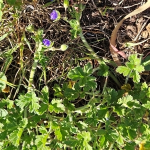 Erodium crinitum at Hawker, ACT - 15 Sep 2024