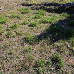 Erodium crinitum at Hawker, ACT - 15 Sep 2024