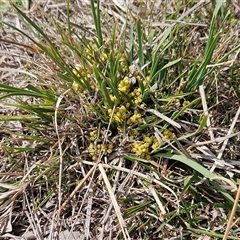 Lomandra bracteata (Small Matrush) at Whitlam, ACT - 14 Sep 2024 by sangio7