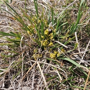 Lomandra bracteata at Whitlam, ACT - 14 Sep 2024 02:15 PM