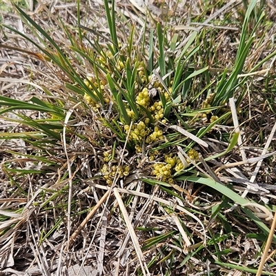 Lomandra bracteata (Small Matrush) at Whitlam, ACT - 14 Sep 2024 by sangio7