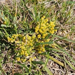 Lomandra bracteata at Whitlam, ACT - 14 Sep 2024 02:15 PM