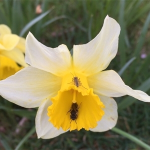 Lasioglossum (Chilalictus) sp. (genus & subgenus) at Richlands, NSW - 8 Sep 2024