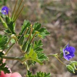 Erodium crinitum at Whitlam, ACT - 14 Sep 2024