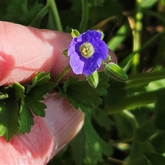 Erodium crinitum at Whitlam, ACT - 14 Sep 2024