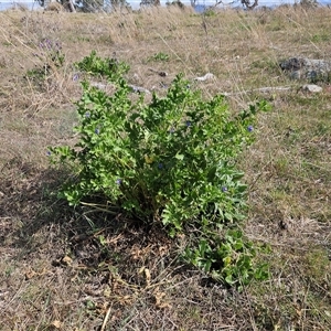 Erodium crinitum at Whitlam, ACT - 14 Sep 2024