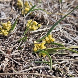 Lomandra bracteata at Whitlam, ACT - 14 Sep 2024