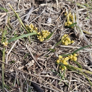 Lomandra bracteata at Whitlam, ACT - 14 Sep 2024