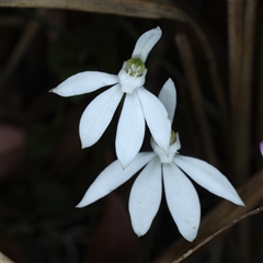 Caladenia catenata (White Fingers) at Woonona, NSW - 15 Sep 2024 by jb2602