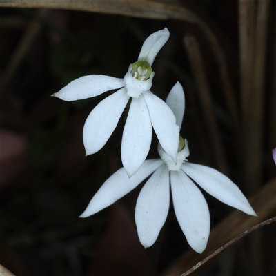 Caladenia catenata (White Fingers) at Woonona, NSW - 15 Sep 2024 by jb2602