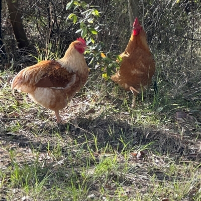 Gallus gallus (Red Junglefowl (Domestic)) at Tullarwalla, NSW - 15 Sep 2024 by lbradley