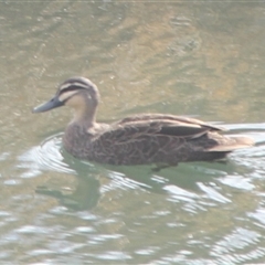 Anas superciliosa (Pacific Black Duck) at Cooma, NSW - 16 Sep 2024 by mahargiani