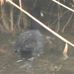 Fulica atra (Eurasian Coot) at Cooma, NSW - 16 Sep 2024 by mahargiani