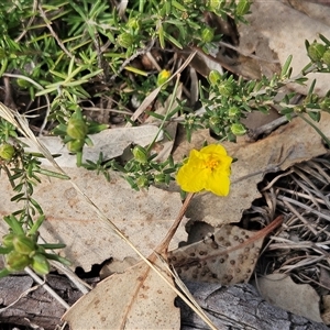 Hibbertia sp. at Whitlam, ACT - 14 Sep 2024