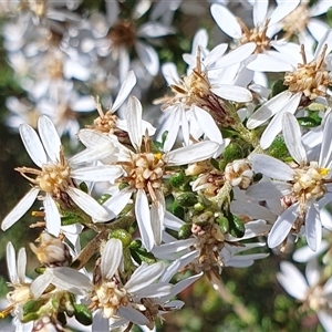 Olearia microphylla at Yass River, NSW - 16 Sep 2024 09:23 AM