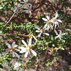 Olearia microphylla at Yass River, NSW - 16 Sep 2024