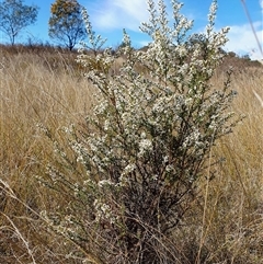 Olearia microphylla at Yass River, NSW - 16 Sep 2024 09:23 AM