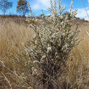 Olearia microphylla at Yass River, NSW - 16 Sep 2024