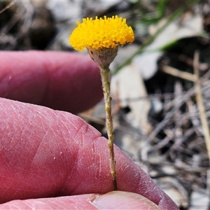 Leptorhynchos squamatus at Whitlam, ACT - 14 Sep 2024