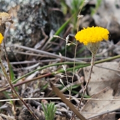 Leptorhynchos squamatus at Whitlam, ACT - 14 Sep 2024