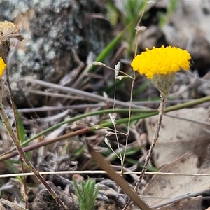 Leptorhynchos squamatus at Whitlam, ACT - 14 Sep 2024