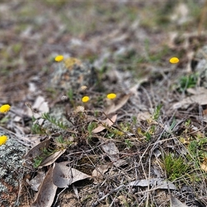 Leptorhynchos squamatus at Whitlam, ACT - 14 Sep 2024