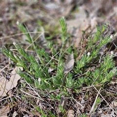 Leptorhynchos squamatus (Scaly Buttons) at Whitlam, ACT - 14 Sep 2024 by sangio7