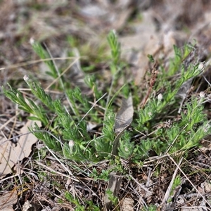 Leptorhynchos squamatus at Whitlam, ACT - 14 Sep 2024